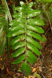 Asplenium oblongifolium. Mature pinnate lamina with acute to obtuse pinna apices.
 Image: L.R. Perrie © Leon Perrie CC BY-NC 3.0 NZ